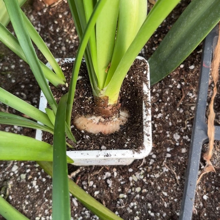 无花朵蔓越莓原盆原土包对版