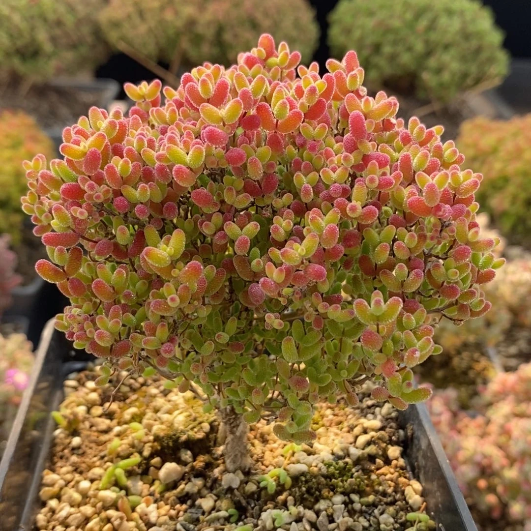 捡漏蜜橘糖球7480枝干番杏