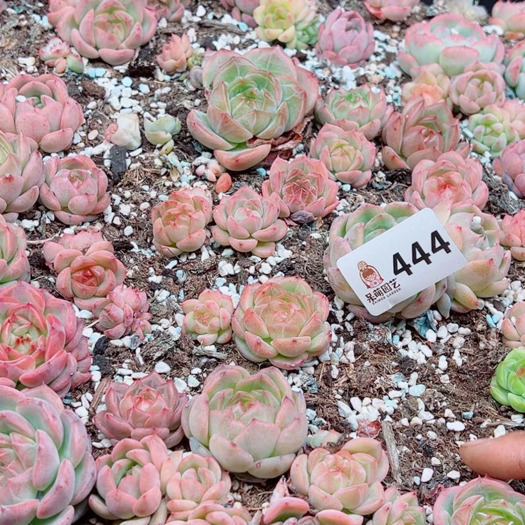 +***啷多肉植物多肉植物