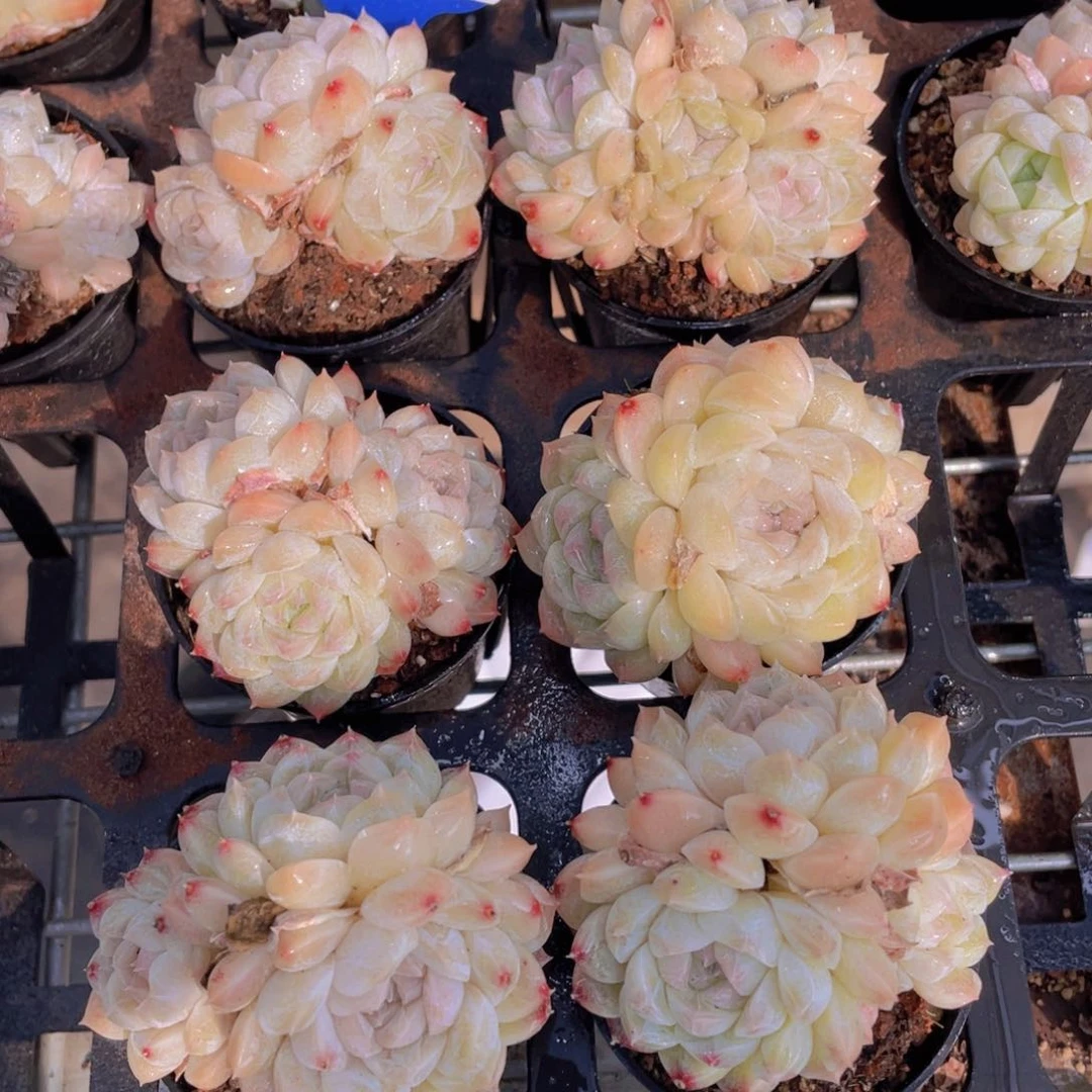 944号 奶油钻石体精品白桃汽水三头起一个