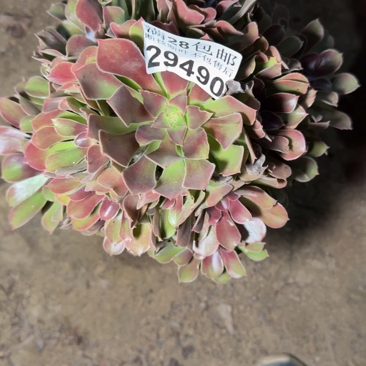 29490南流星雨多肉植物