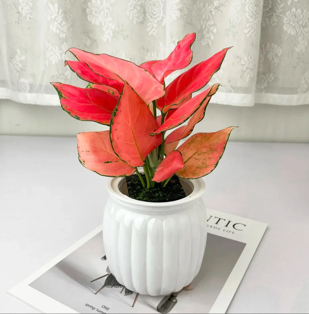 吉利红如意盆栽LZ水培植物吸除甲醛好养四季易活