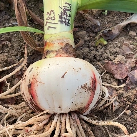 棒***ㄣ糖果仙女9.5+带土7783