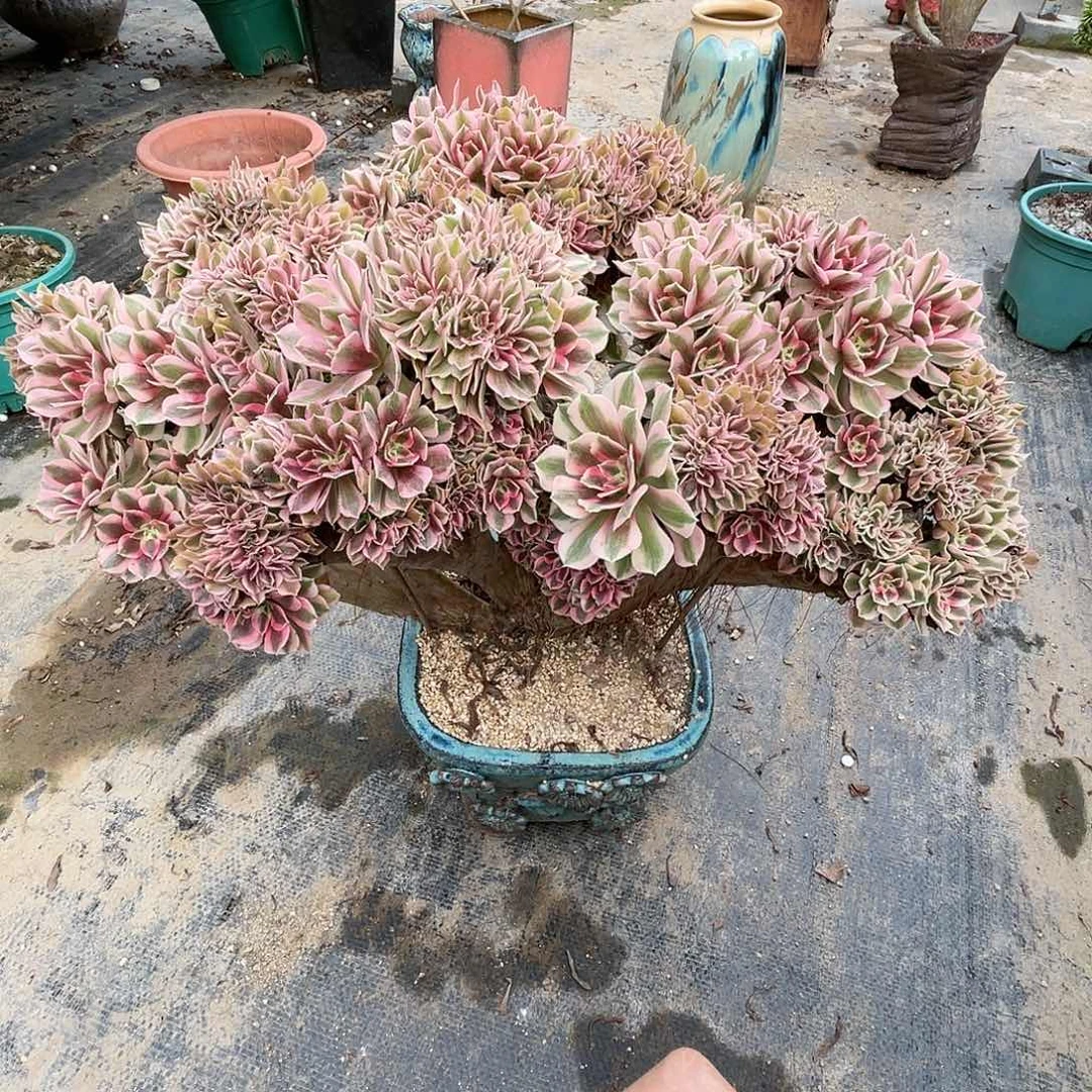 【闪购商品】全部花朵粉女巫