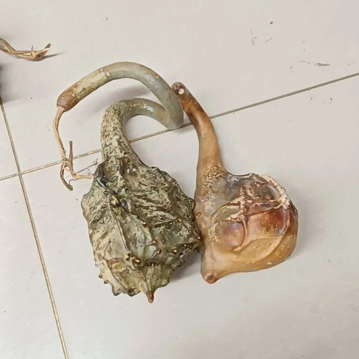 哇*?鹤首异形葫芦鹤首异形葫芦！！！！