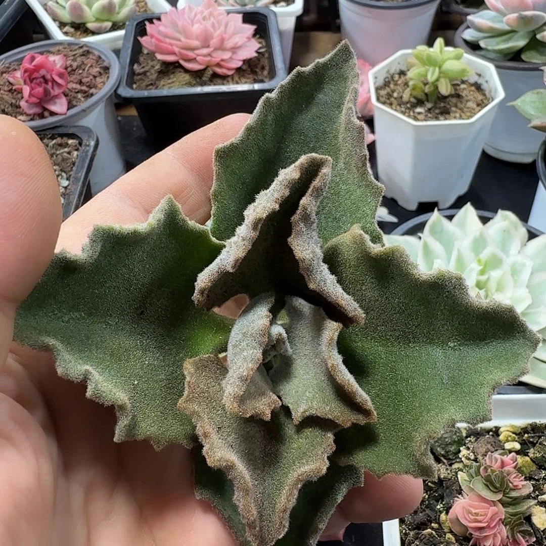 青***驴小方花圃一物一拍