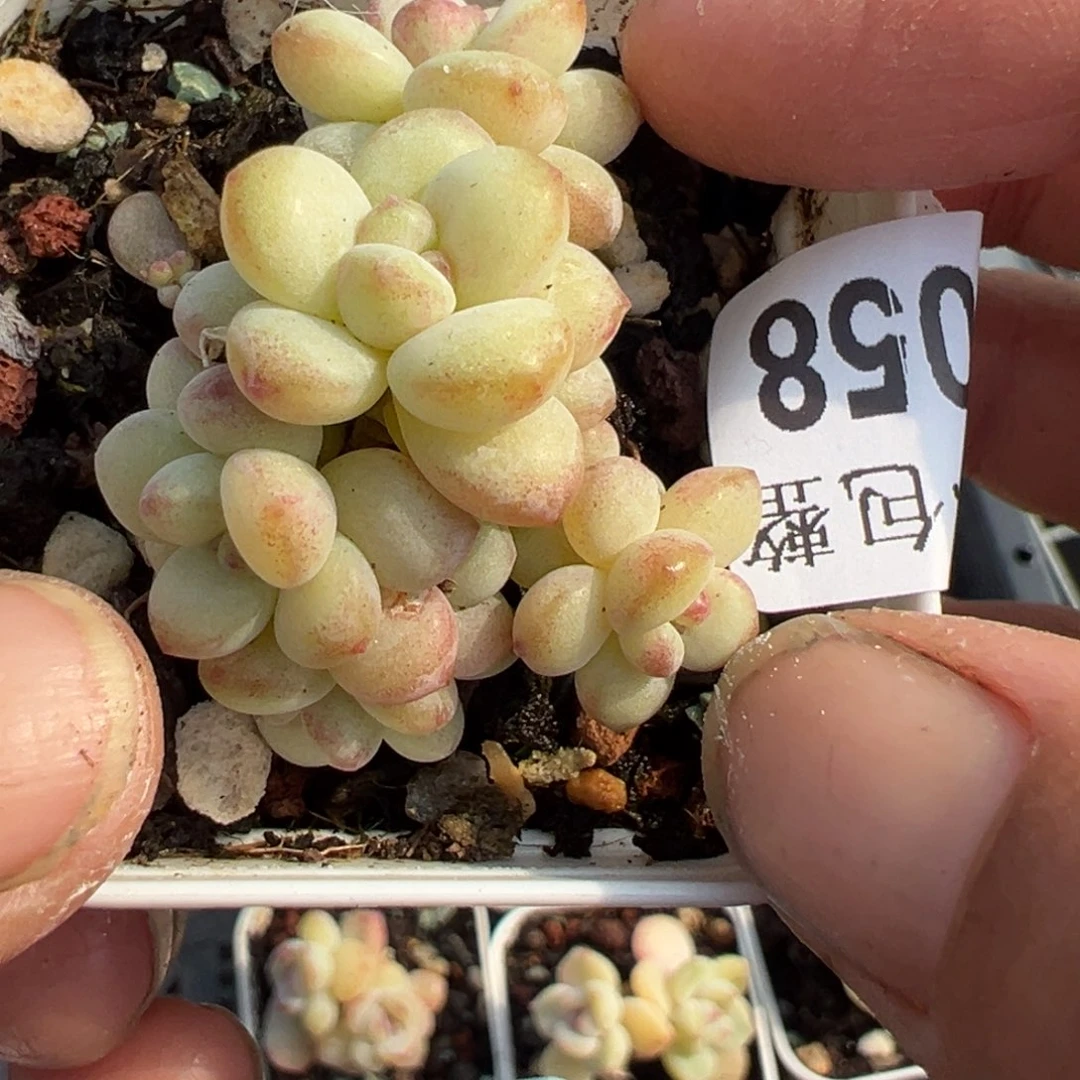 小卡拉米糖心一物一拍28-58