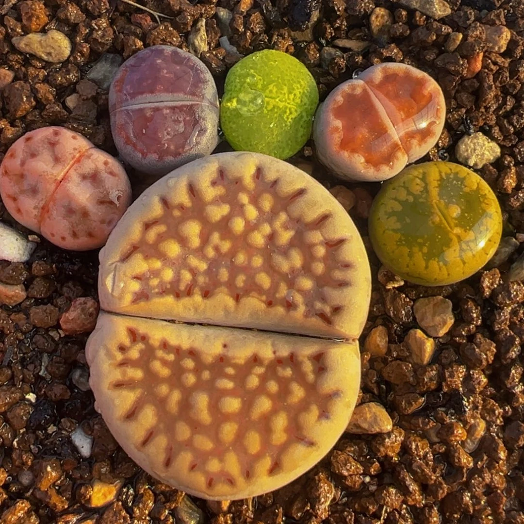 脚丫组合多肉植物百科