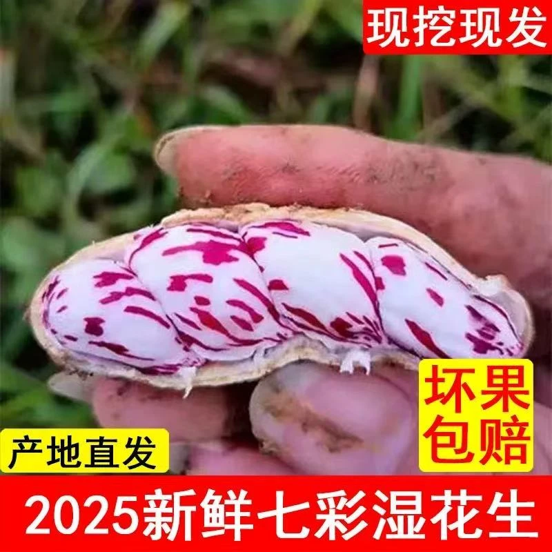 正宗云南七彩花生农家自种 新鲜湿花生现挖现发牛奶/水果花生洗净