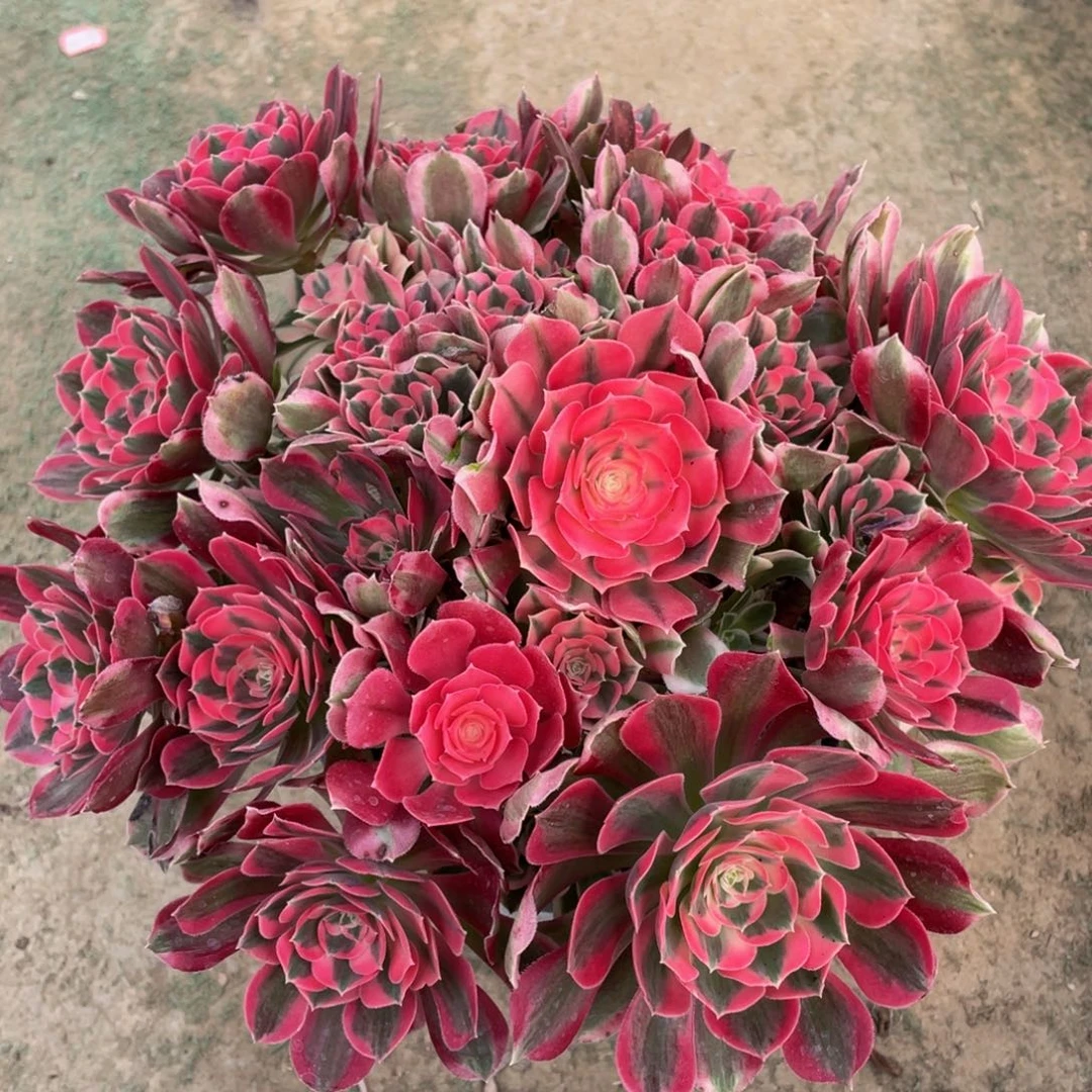 700初恋精品法师多肉