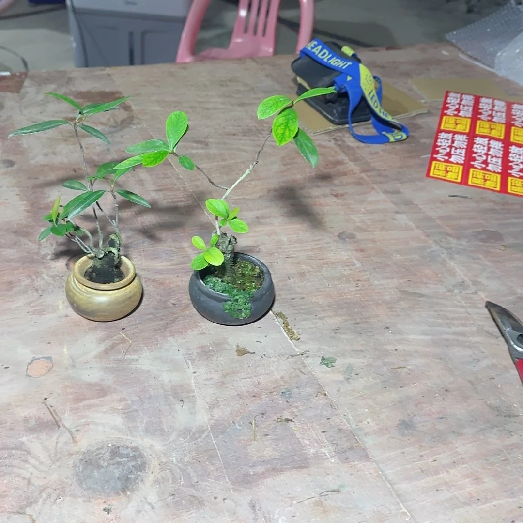 无花朵海岛春花熟桩