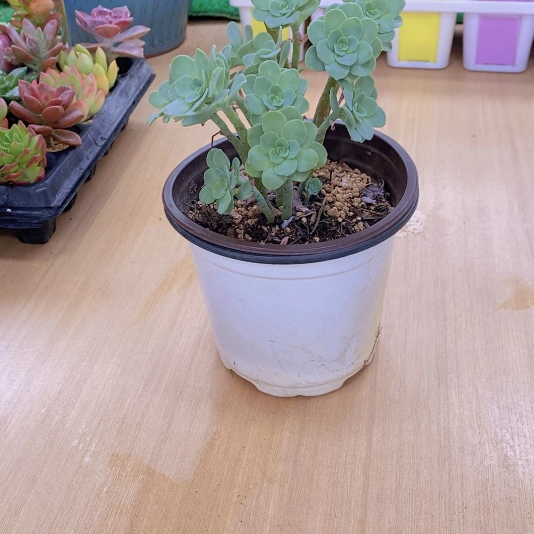 无花朵多肉植物薄化妆90
