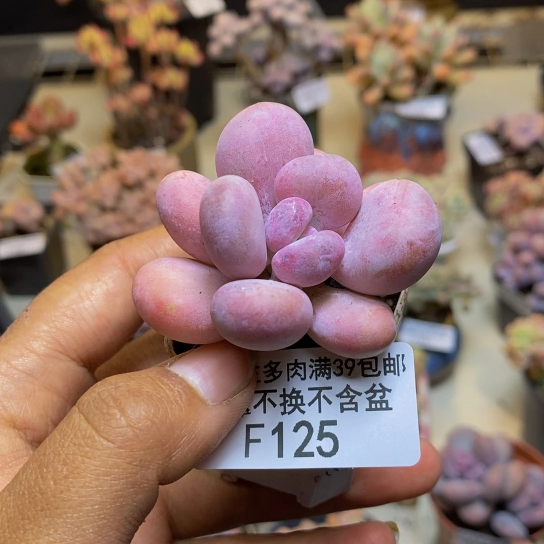 125橙雪球多肉4cm