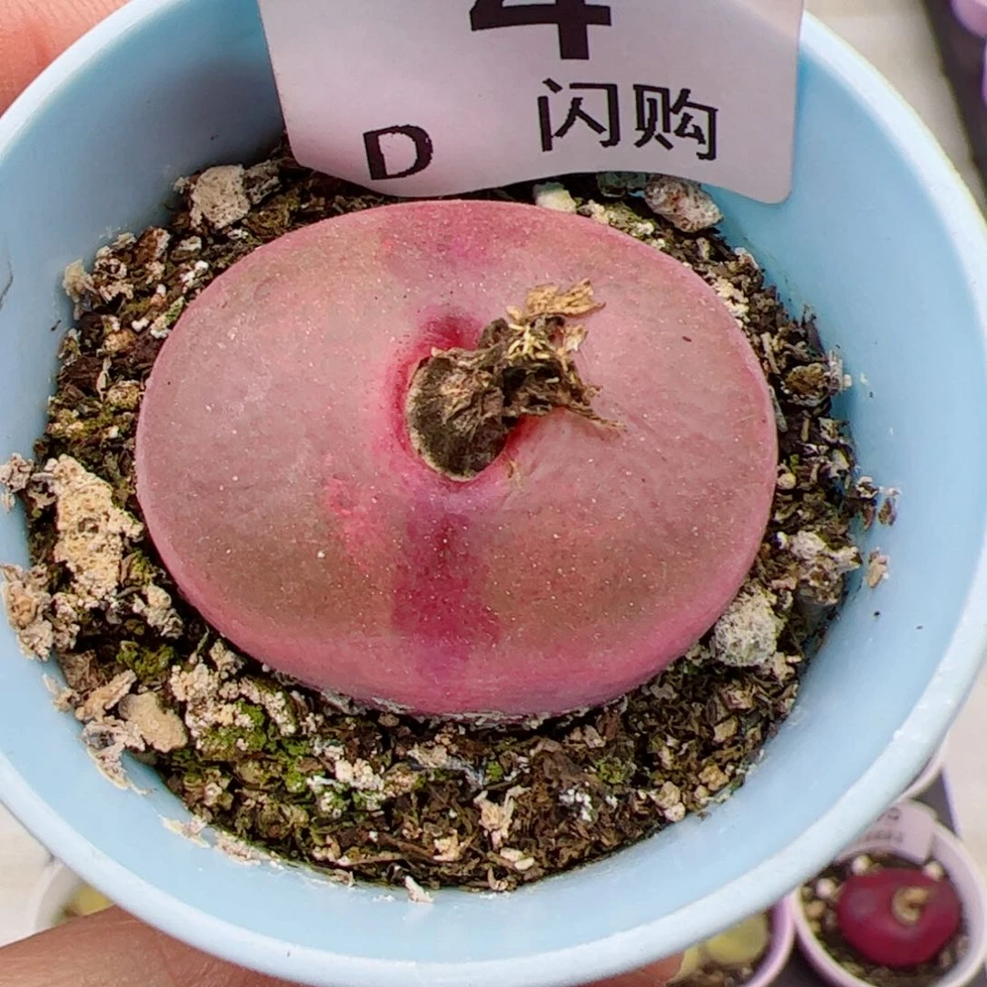 紫**心我很喜欢这个D4