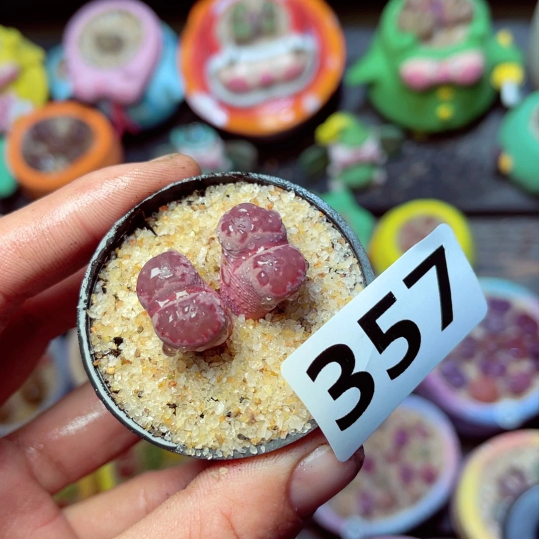 357生石花带盆发