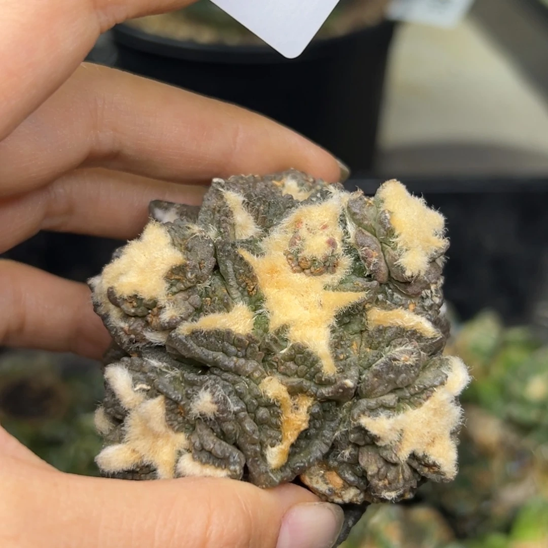 简**单430 有根 仙人球的世界