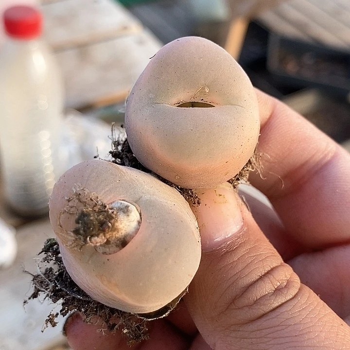 兰*18592一组两颗