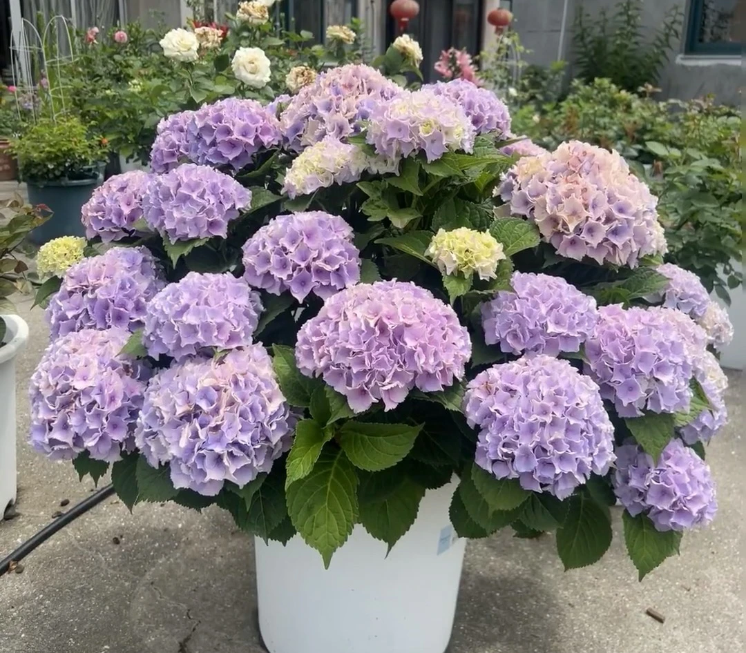 【魔幻海洋】 绣球花 花期长 花量大 庭院阳台易养护 老桩