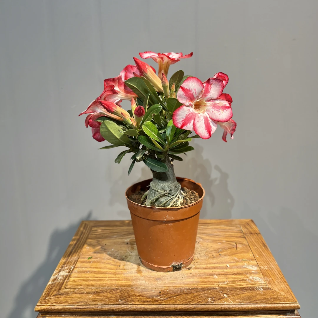 【花期临近】沙漠玫瑰不带花苞喜阳多肉窗台阳台可暴晒懒人桌摆精品