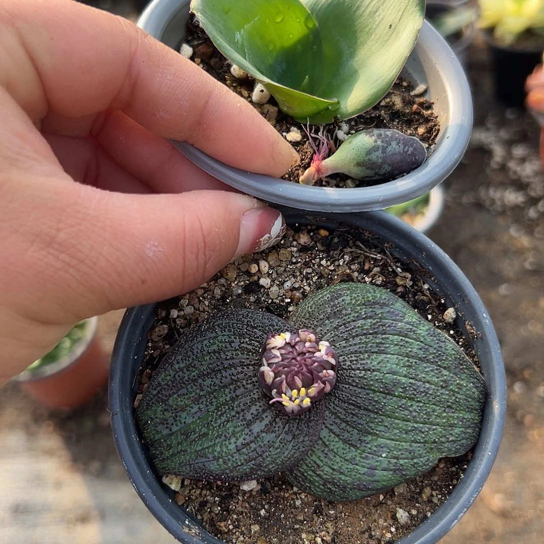 多肉植物多肉植物