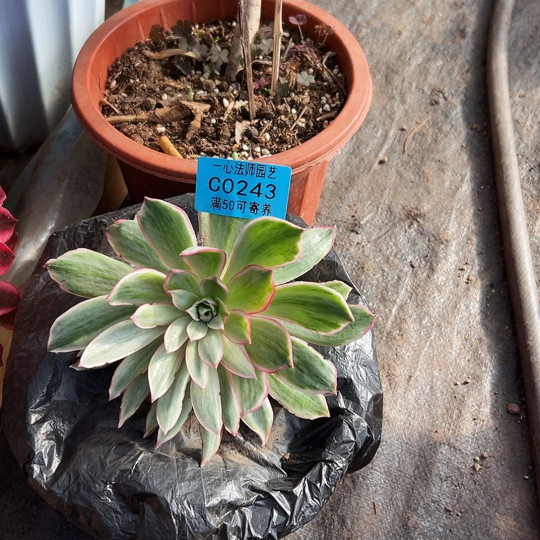 243多肉植物、白帝城