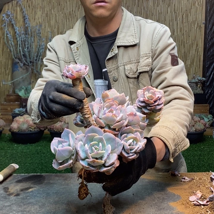 一***秋92 号白凤多肉植物