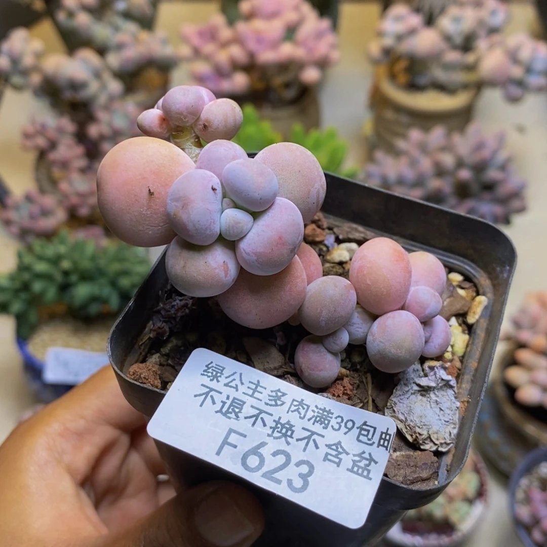 623橙奶多肉肉4cm