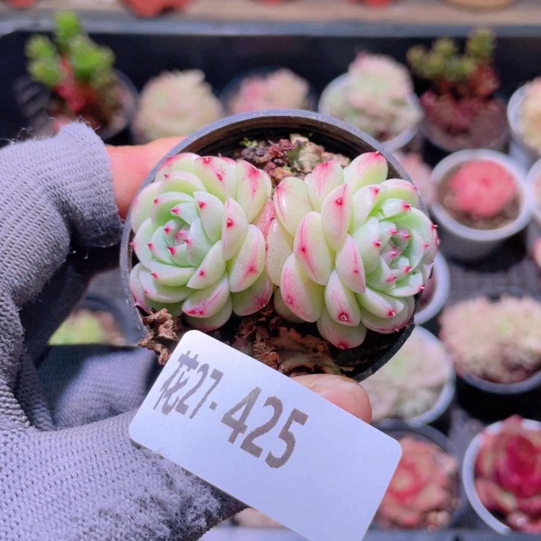 花利美27-425新品珍妮