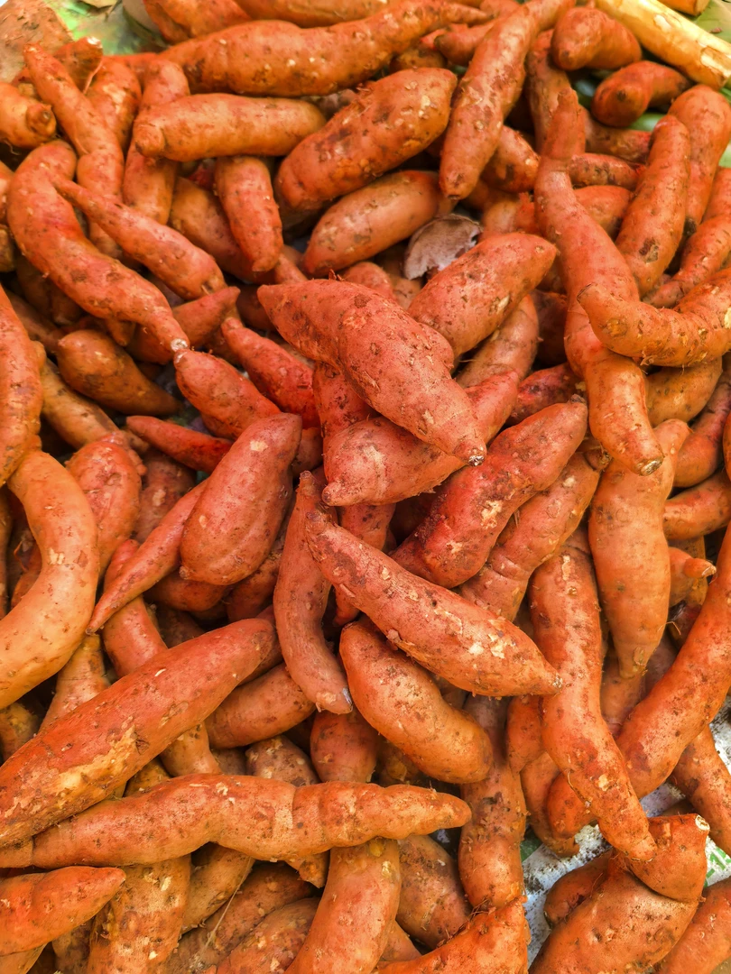 云南小蜜薯大集现收