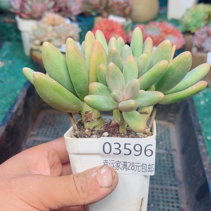 幸运的是我还没遇到过这样