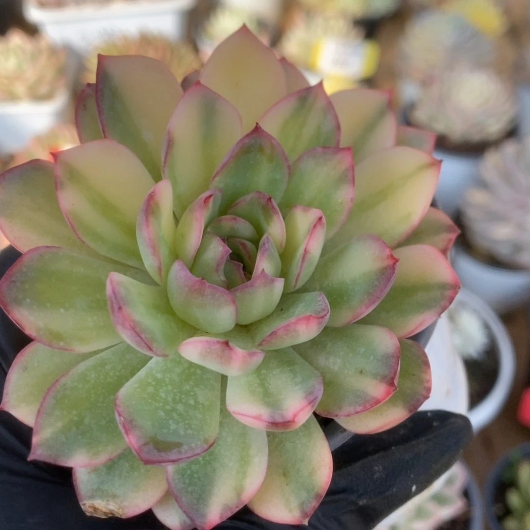 300雨燕座锦锦锦锦锦