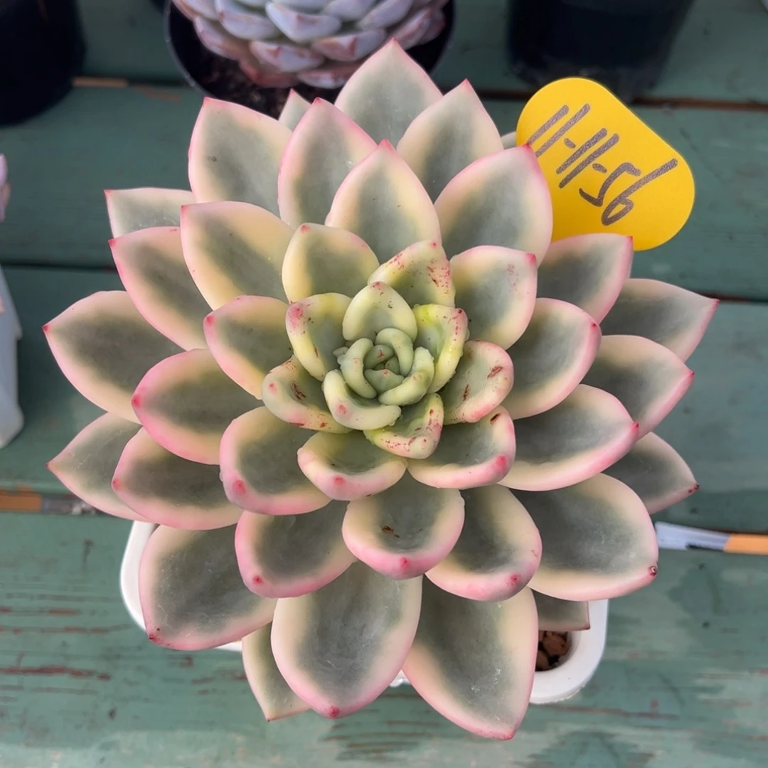 11-11-56竹之松锦多肉植物