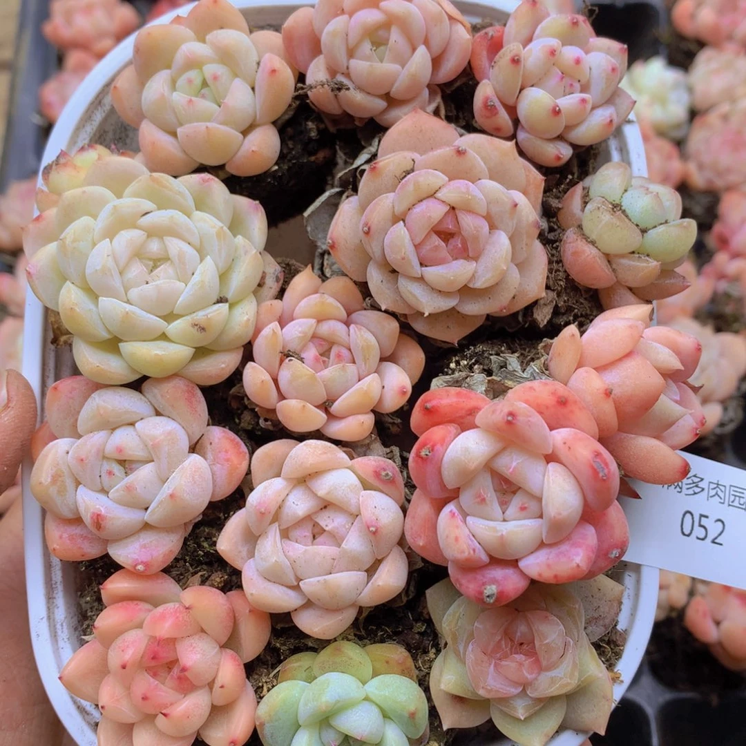 我要去买东西了啊我052