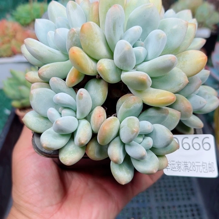 幸运的是我还没遇到你