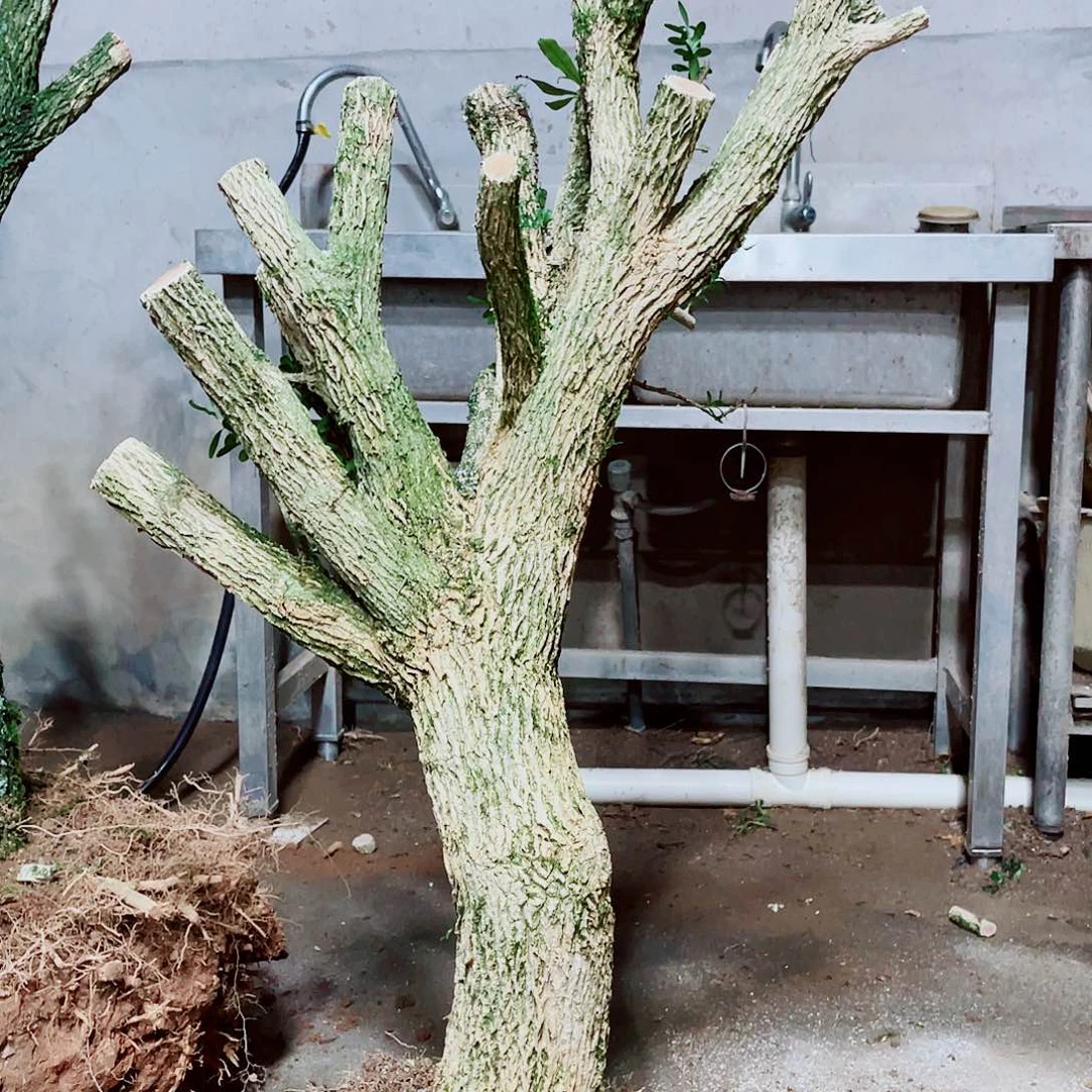 完全开放黄杨12公分