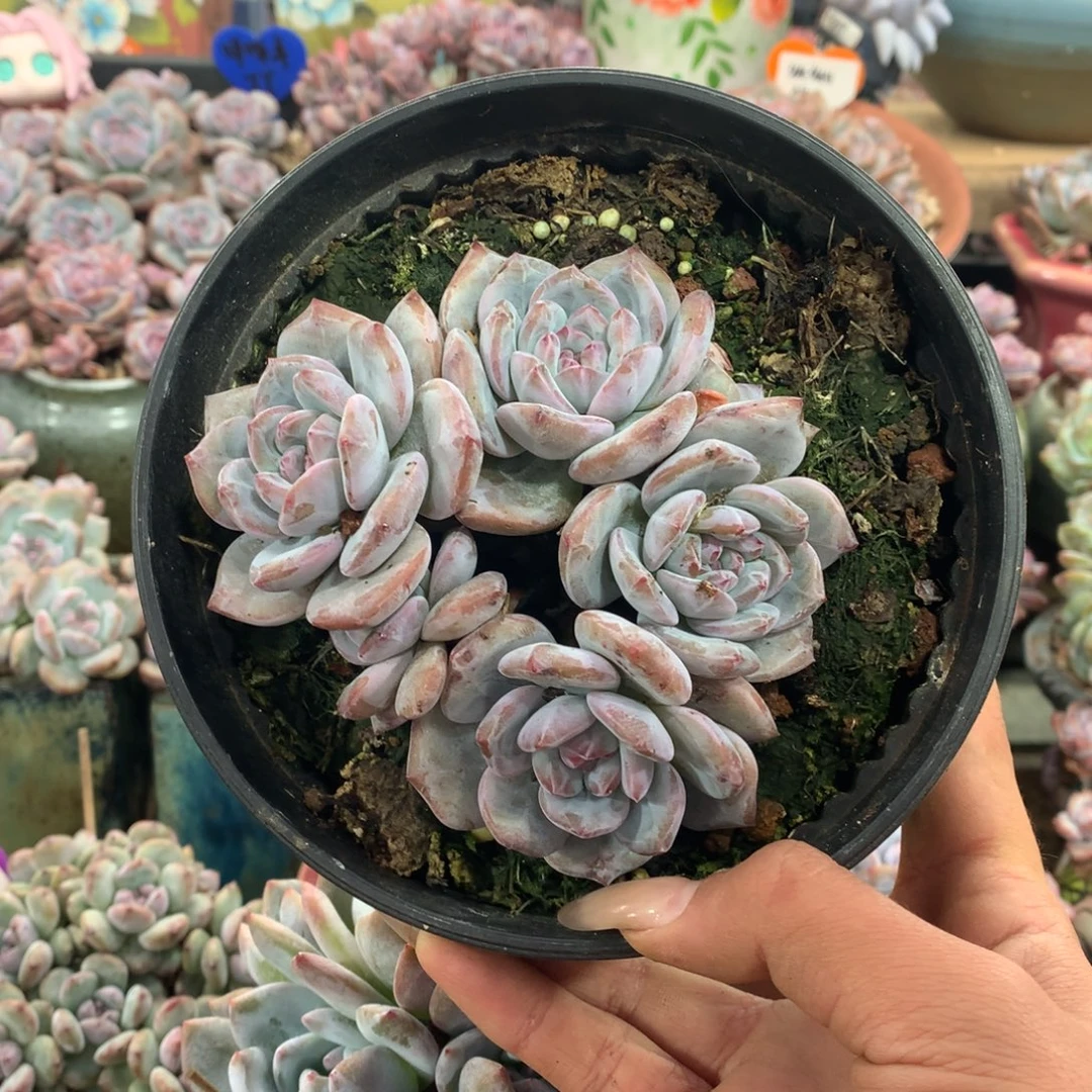 石榴籽无砍小脸呵呵