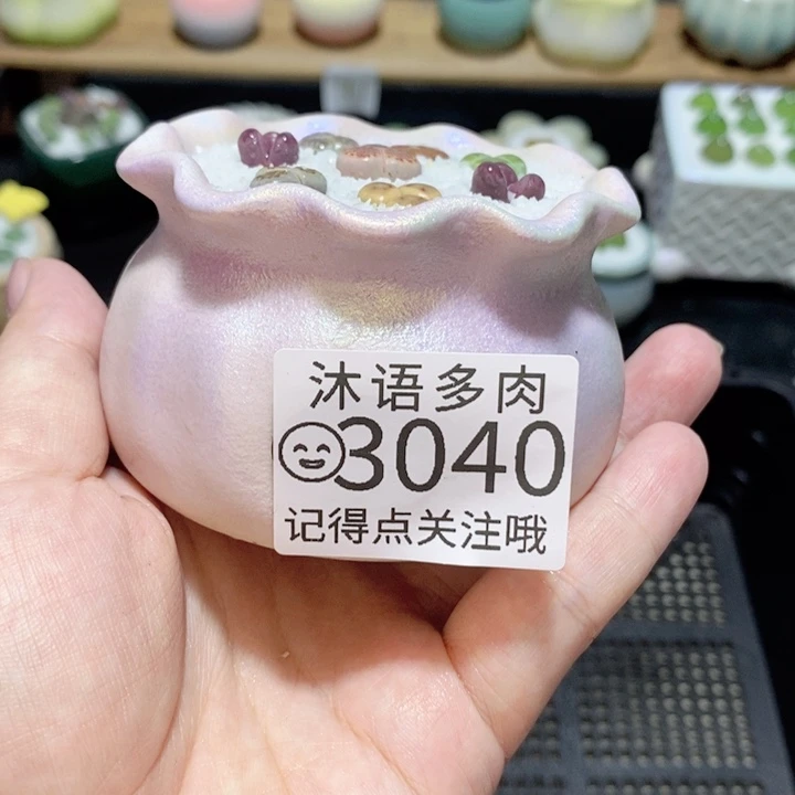 *****精美盆栽 一物一拍3040