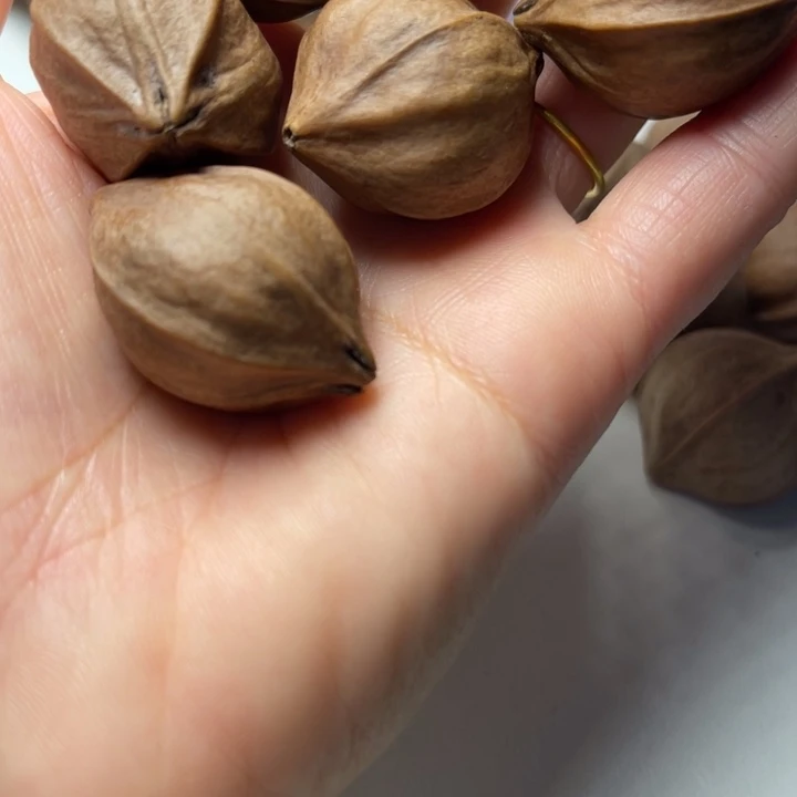 孔***超手串/手链橄榄核2.7