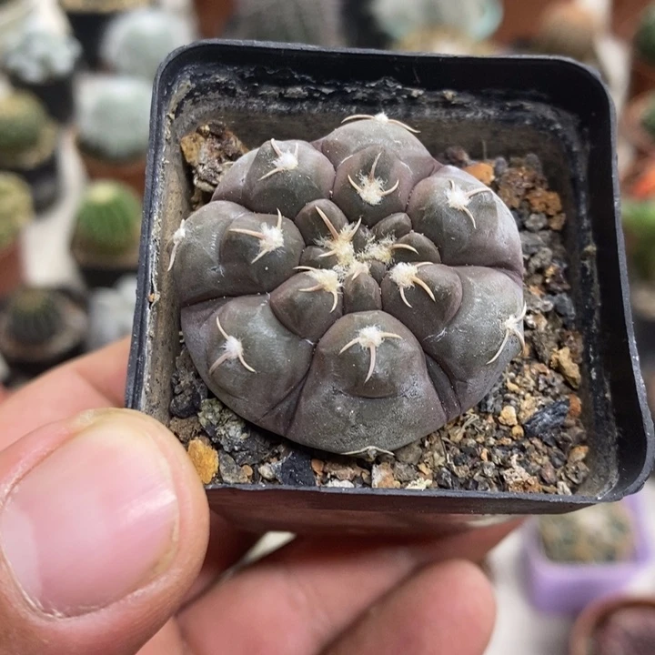 实生铅皮特价福利特价