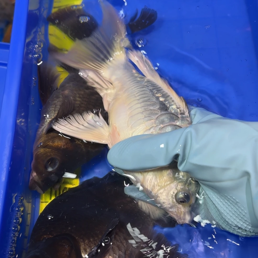 中国大陆德系银龙微瑕