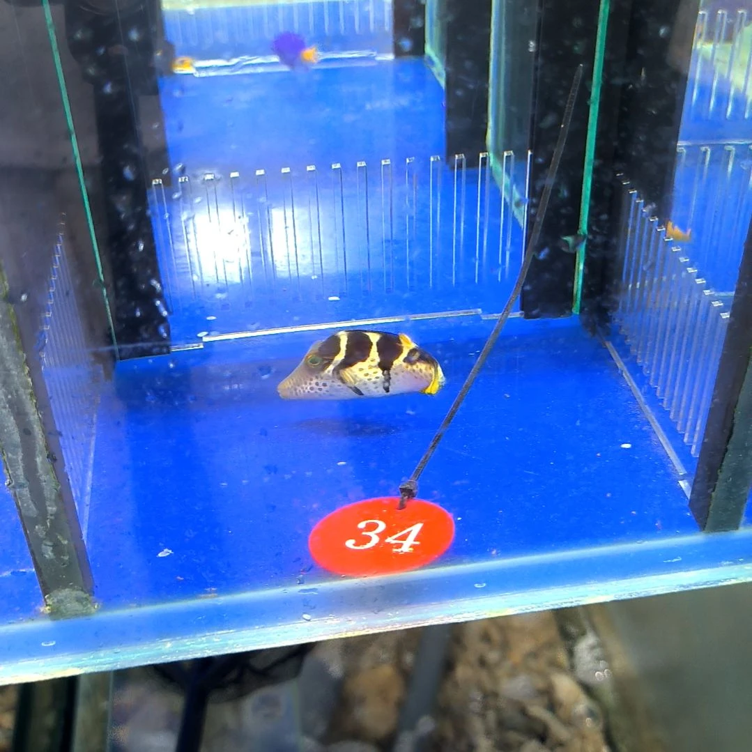 海水鱼日本婆3-24-34