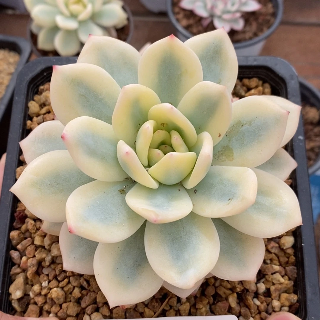 梦露宽锦多肉植物0568