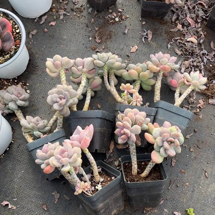 美人手指350 0116 270 932 8329 328