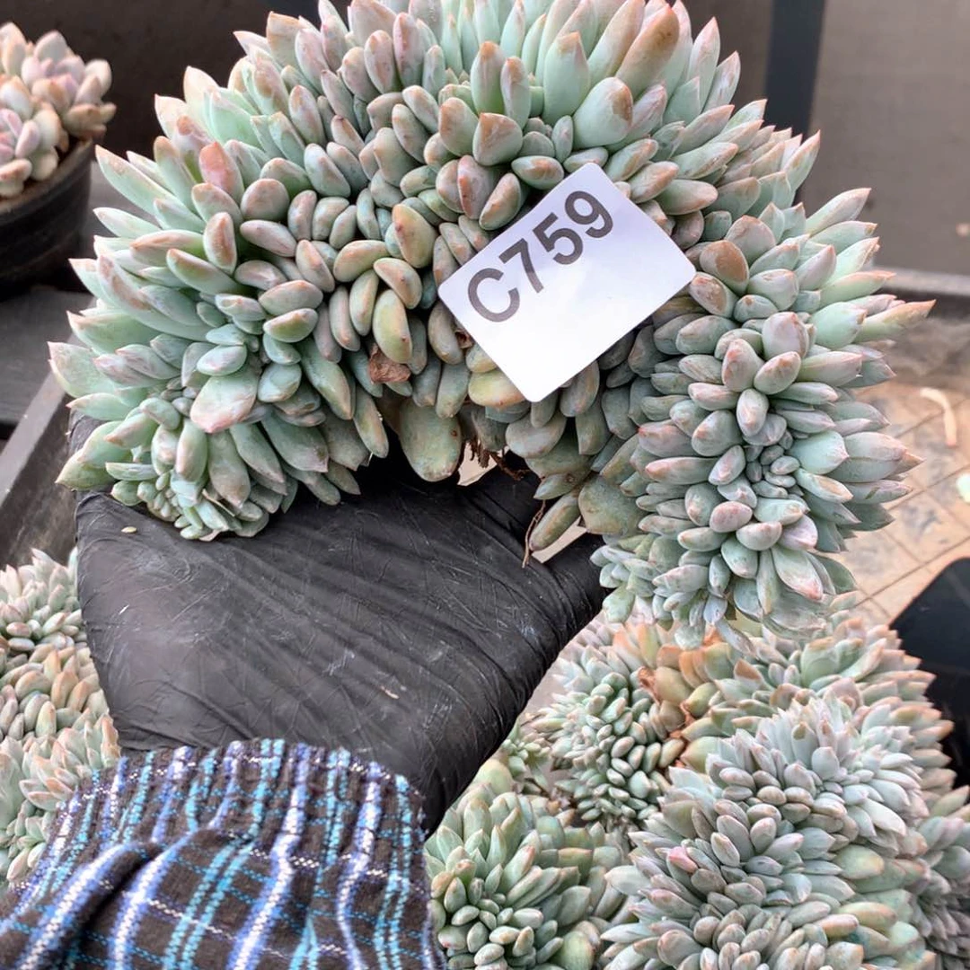 C759 瑕疵处理 售后范围：签收起7天内