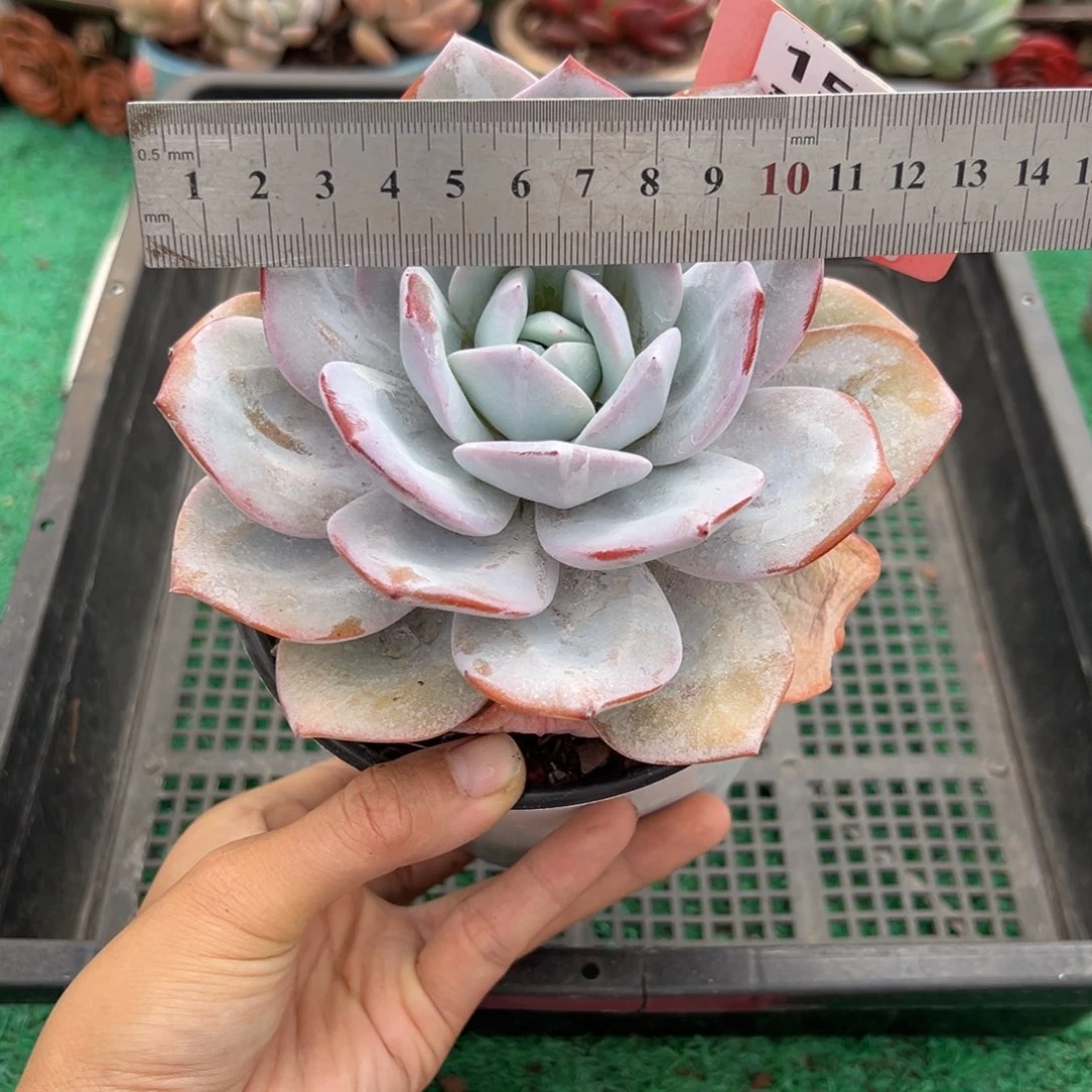表妹精品多肉植物157.