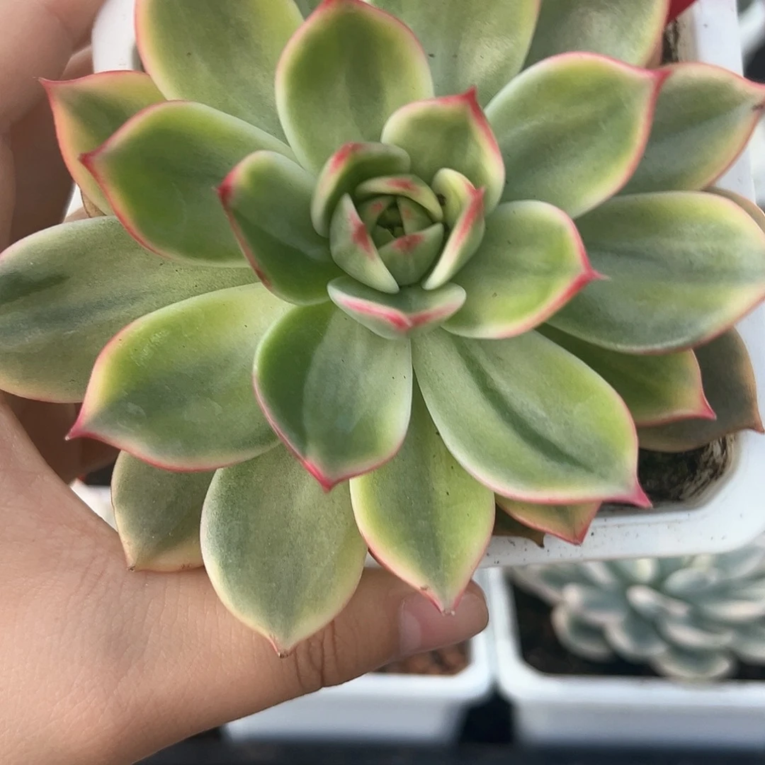 4号桃花锦多肉植物