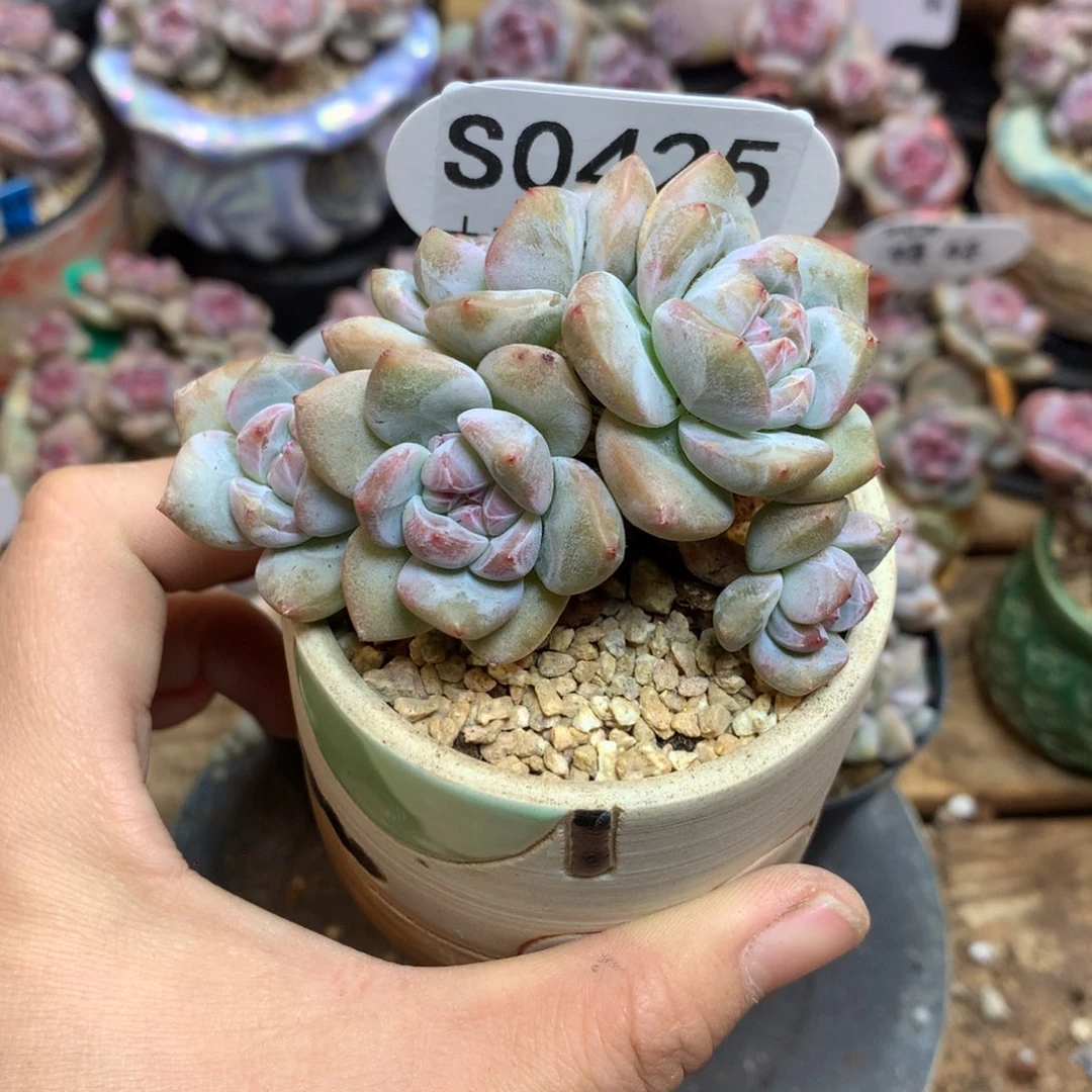 S0425 突尼斯 背景同款