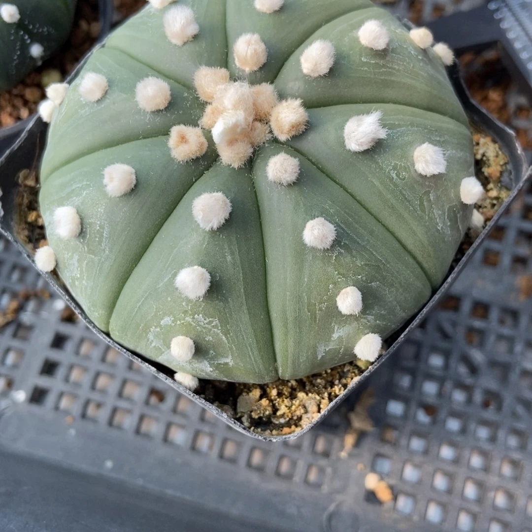 ～***起无刺仙人球开花了，