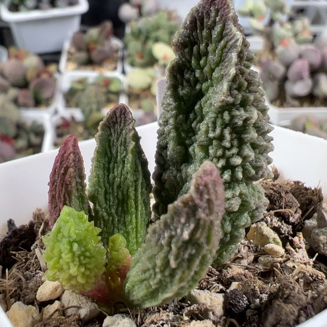 w绿色刺款实生新品