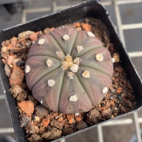 实生紫皮兜3仙人球